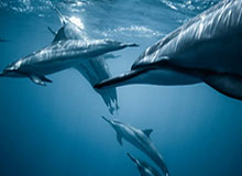 世界杯高清赛事平台-白莱昂纳德开房车畅游美国记 回家乡感悟曾经辛酸